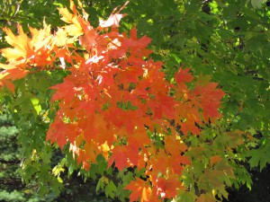 Prayer Center in Fall