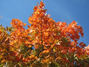 Prayer Center in Fall