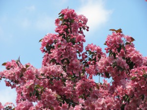 Prayer Center in Spring