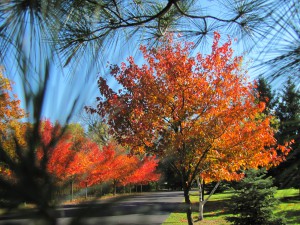 Prayer Center in Fall