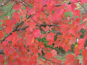 Prayer Center in Fall