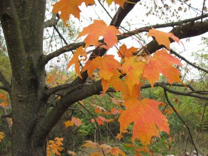 Prayer Center in Fall