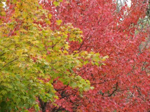 Prayer Center in Fall