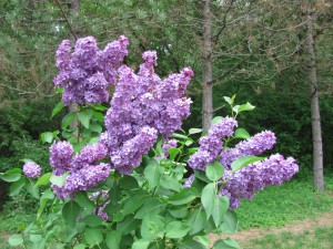 Prayer Center in Spring