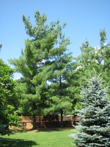 Prayer Center in Summer